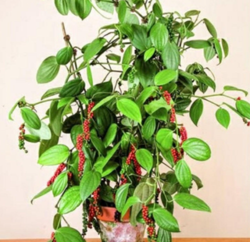 Ceylon Black Pepper Seeds for Planting