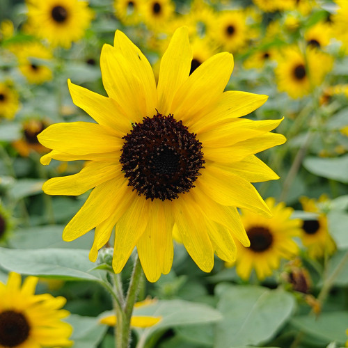 Yellow Rose Sunflower Seeds - Multi-Head Branching Ornamental, Ideal for Borders & Cut Flowers