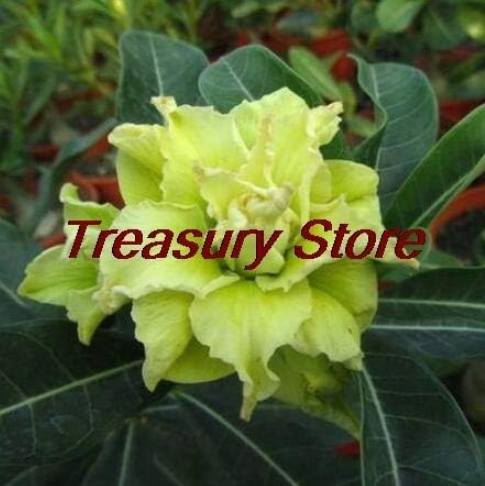 Desert Rose Seed Ornamental Plants Balcony Seed (Color: A3)