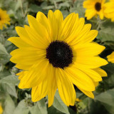Yellow Rose Sunflower Seeds - Multi-Head Branching Ornamental, Ideal for Borders & Cut Flowers