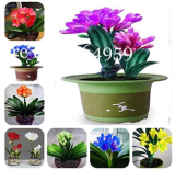 Clivia Miniata Seed Gorgeous Rare Bush Kefir Lily Flower (Color: Mixed)