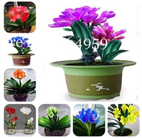 Clivia Miniata Seed Gorgeous Rare Bush Kefir Lily Flower (Color: Mixed)