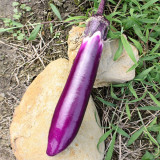 Zilong No.1 Eggplant Seeds for Sale | Early Maturing, Cold Tolerant, Long Purple Fruit Variety