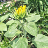 Dwarf Potted Sunflower Seeds – Long flowering period, easy to cultivate, ideal for small gardens and windowsills