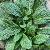 Toad Grass Seeds – Edible and medicinal benefits, easy to grow, suitable for garden or container planting