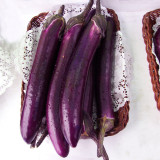 Zilong No.1 Eggplant Seeds for Sale | Early Maturing, Cold Tolerant, Long Purple Fruit Variety