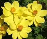 Cosmos Dwarf Lemon Fresh Flower Seeds