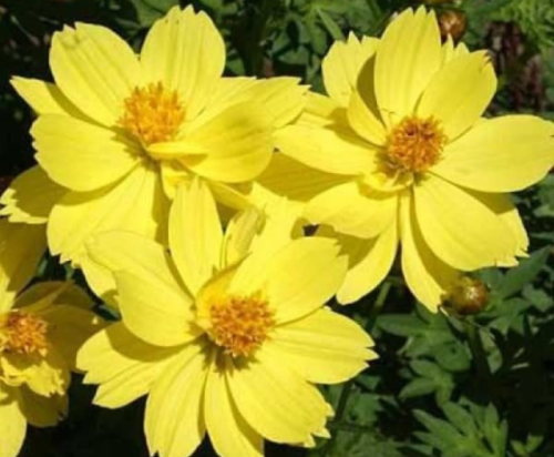 Cosmos Dwarf Lemon Fresh Flower Seeds