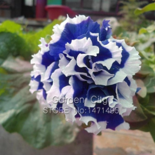 Petunia Petals Blue with White Side Garden Home Seed Balcony Flower Petunia Flower Seed