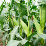 Aotiannuo 75 Sweet Waxy Corn Seeds - White Kernels, Glutinous Taste with Moderate Sweetness for Home Garden