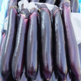 Zilong No.1 Eggplant Seeds for Sale | Early Maturing, Cold Tolerant, Long Purple Fruit Variety