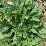 Toad Grass Seeds – Edible and medicinal benefits, easy to grow, suitable for garden or container planting