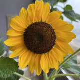 Dwarf Potted Sunflower Seeds – Long flowering period, easy to cultivate, ideal for small gardens and windowsills