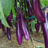 Zilong No.1 Eggplant Seeds for Sale | Early Maturing, Cold Tolerant, Long Purple Fruit Variety