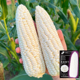 Aotiannuo 75 Sweet Waxy Corn Seeds - White Kernels, Glutinous Taste with Moderate Sweetness for Home Garden