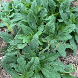 Toad Grass Seeds – Edible and medicinal benefits, easy to grow, suitable for garden or container planting