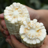 Aotiannuo 75 Sweet Waxy Corn Seeds - White Kernels, Glutinous Taste with Moderate Sweetness for Home Garden