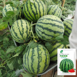 Xiumei Meidu Watermelon Seeds | Tender & Juicy, Excellent Eating Quality, 11–12° Brix, Mid-Maturing Variety