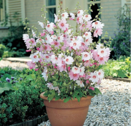 Hibiscus syriacus Flower Seeds Easy to Grow, Exotic Flower Seeds Hardy Perennial Garden