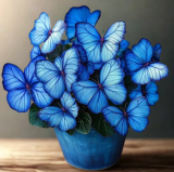 Butterfly Begonia Seeds Starry Blue Flowers