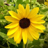 Yellow Rose Sunflower Seeds - Multi-Head Branching Ornamental, Ideal for Borders & Cut Flowers