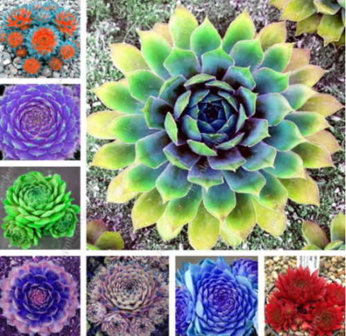 Succulent Mixed Sempervivum Bonsai (Sempervivum Hybridum) Seeds