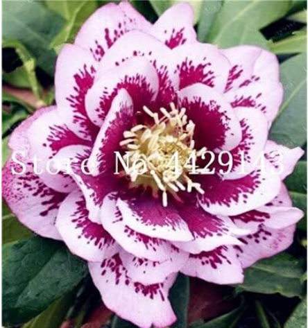 Helleborus Plants Garden Summer Flower Plants Seed (Color: 5)