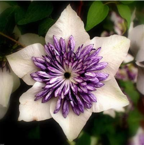 Clematis Seed Flower Blooming Clematis Vines Plant Indoor & Outdoor (Color: 15)