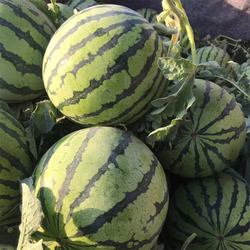 Xiumei Meidu Watermelon Seeds | Tender & Juicy, Excellent Eating Quality, 11–12° Brix, Mid-Maturing Variety