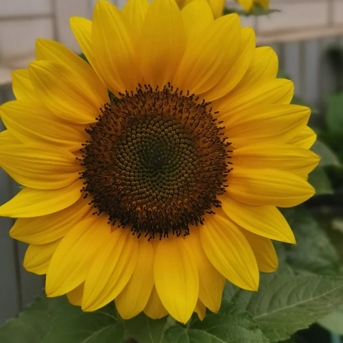 Dwarf Potted Sunflower Seeds – Long flowering period, easy to cultivate, ideal for small gardens and windowsills