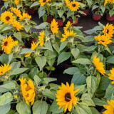 Dwarf Potted Sunflower Seeds – Long flowering period, easy to cultivate, ideal for small gardens and windowsills