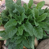 Toad Grass Seeds – Edible and medicinal benefits, easy to grow, suitable for garden or container planting