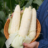 Aotiannuo 75 Sweet Waxy Corn Seeds - White Kernels, Glutinous Taste with Moderate Sweetness for Home Garden