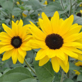 Yellow Rose Sunflower Seeds - Multi-Head Branching Ornamental, Ideal for Borders & Cut Flowers