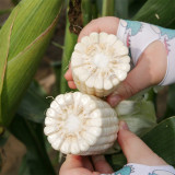 Aotiannuo 75 Sweet Waxy Corn Seeds - White Kernels, Glutinous Taste with Moderate Sweetness for Home Garden