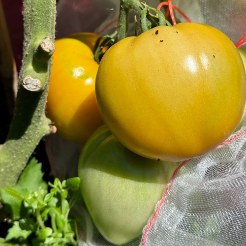 Sand-Rind Big Yellow Tomato Seeds - Round, Bright Yellow Tomatoes, Perfect for Market Sales & Home Gardening