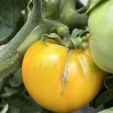 Sand-Rind Big Yellow Tomato Seeds - Round, Bright Yellow Tomatoes, Perfect for Market Sales & Home Gardening