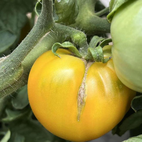 Sand-Rind Big Yellow Tomato Seeds - Round, Bright Yellow Tomatoes, Perfect for Market Sales & Home Gardening