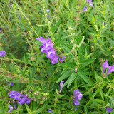 Baical Skullcap Seeds – Traditional Medicinal Herb, Bitter Yellow Root, Easy to Grow, Ideal for Herb Gardens
