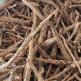 Baical Skullcap Seeds – Traditional Medicinal Herb, Bitter Yellow Root, Easy to Grow, Ideal for Herb Gardens