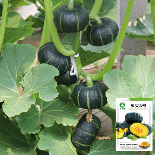 Beibei No.4 Baby Pumpkin Seeds | F1 Hybrid, Early Maturing, Disease Resistant, Sweet Soft Mealy Flesh