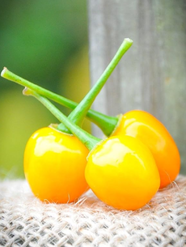 Aji Charapita Charapa Wild Peruvian Pepper Premium Seeds