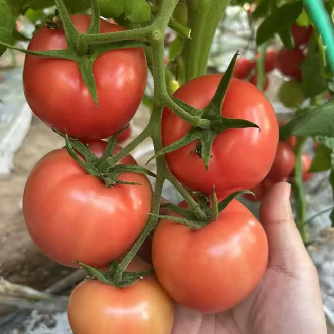 Super Sweet Pink Beauty Tomato Seeds – Uniform Fruits, High Yield, Suitable for Greenhouse and Open Field Cultivation