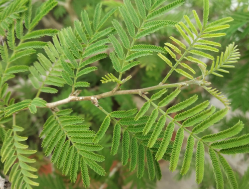 Shami Khari Tropical Plant Seeds