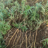 Baical Skullcap Seeds – Traditional Medicinal Herb, Bitter Yellow Root, Easy to Grow, Ideal for Herb Gardens