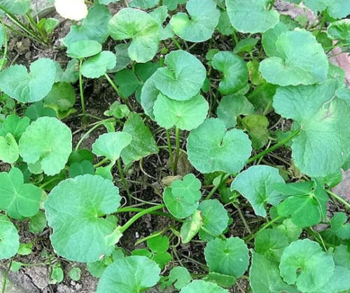 Seeds Spadeleaf Edible Pennywort Coinwort Ella Asiatica Gotu Kola Herb Pink Flower Seeds - Perfect for Planting