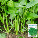 Three-Forked Water Spinach Seeds | Fast-Growing, High-Yield, Multiple Harvests, Four Seasons Planting