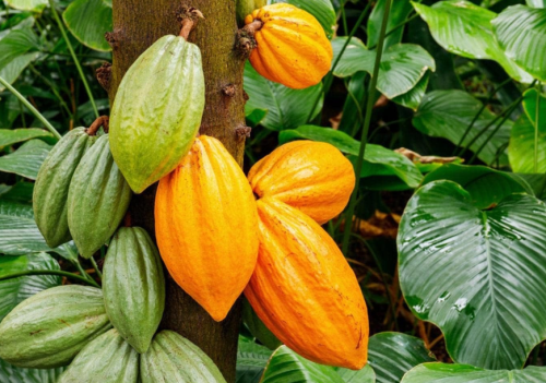 Cocoa Tree Seeds for Planting Wet Cocoa Seeds Rare, Exotic Cacao Tree, Chocolate