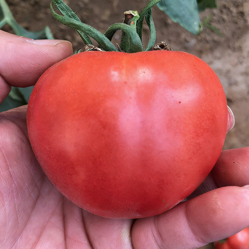 Super Sweet Pink Beauty Tomato Seeds – Uniform Fruits, High Yield, Suitable for Greenhouse and Open Field Cultivation