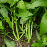Three-Forked Water Spinach Seeds | Fast-Growing, High-Yield, Multiple Harvests, Four Seasons Planting